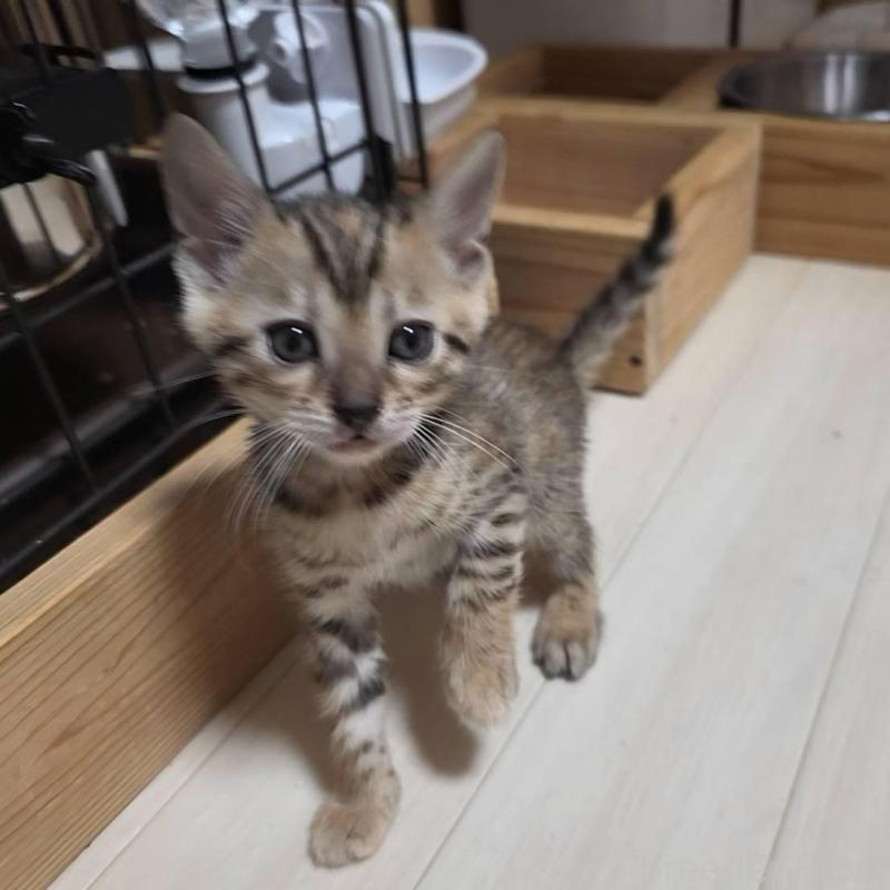 販売中の神奈川県のベンガル-139372の3枚目