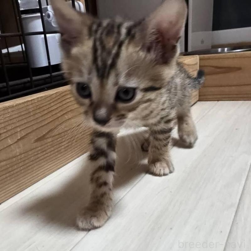 販売中の神奈川県のベンガル-139372の2枚目