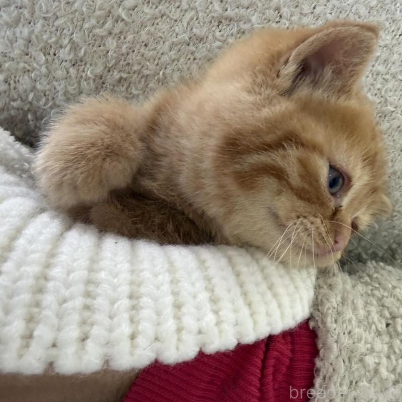 販売中の静岡県のミックス-139373の8枚目