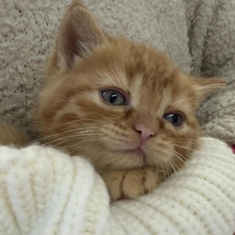 販売中の静岡県のミックス-139373の1枚目