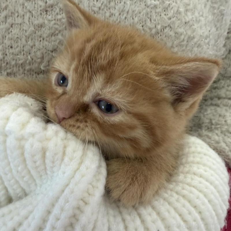 販売中の静岡県のミックス-139373の7枚目