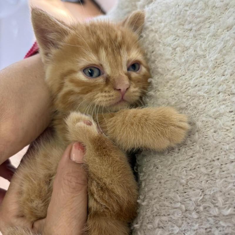 販売中の静岡県のミックス-139373の6枚目