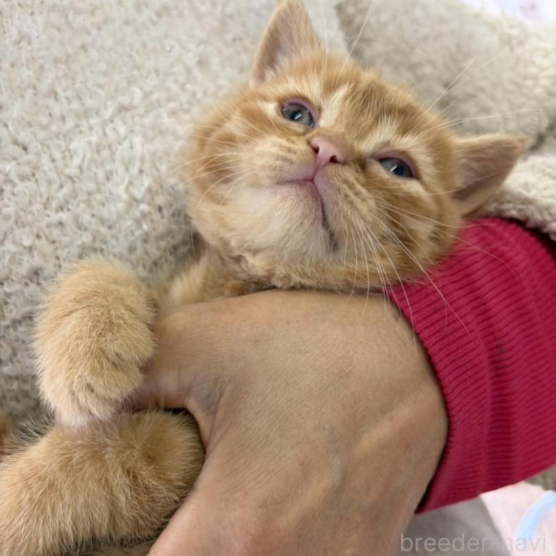 販売中の静岡県のミックス-139373の5枚目