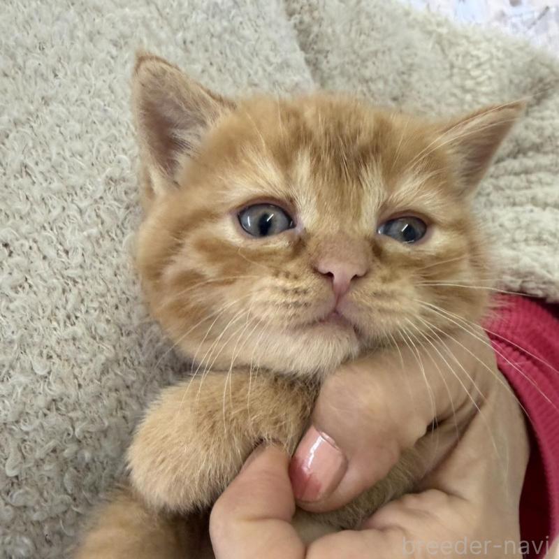 販売中の静岡県のミックス-139373の4枚目