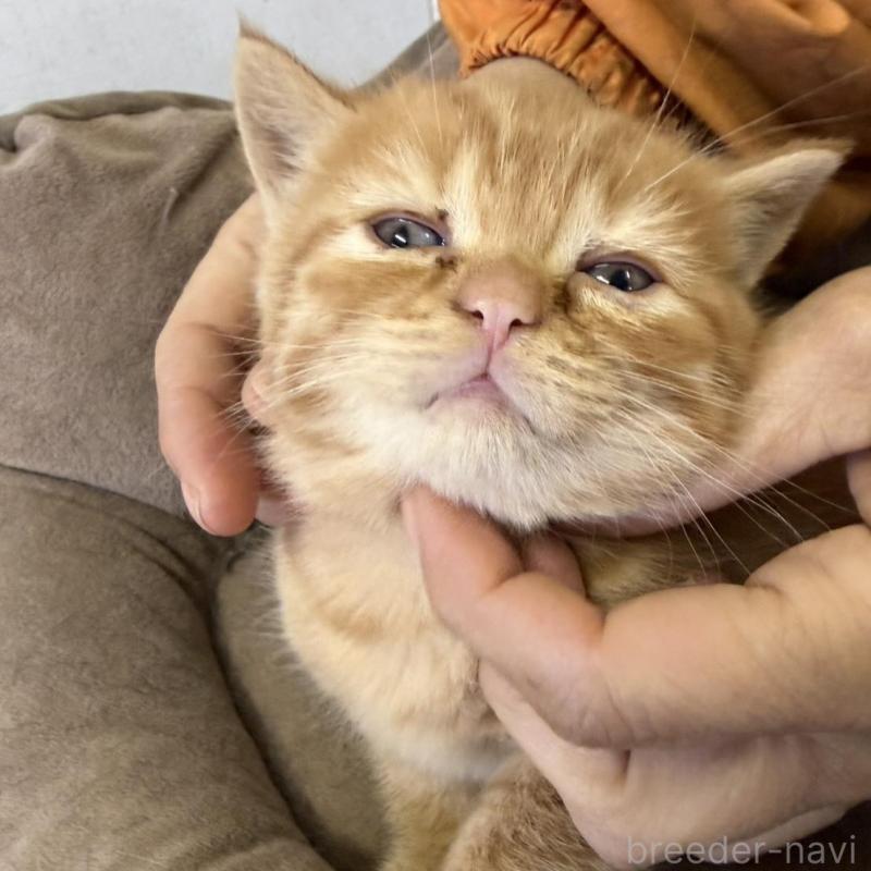 販売中の静岡県のミックス-139373の3枚目