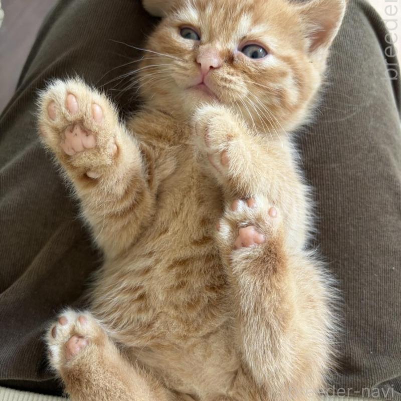 販売中の静岡県のミックス-139373の2枚目