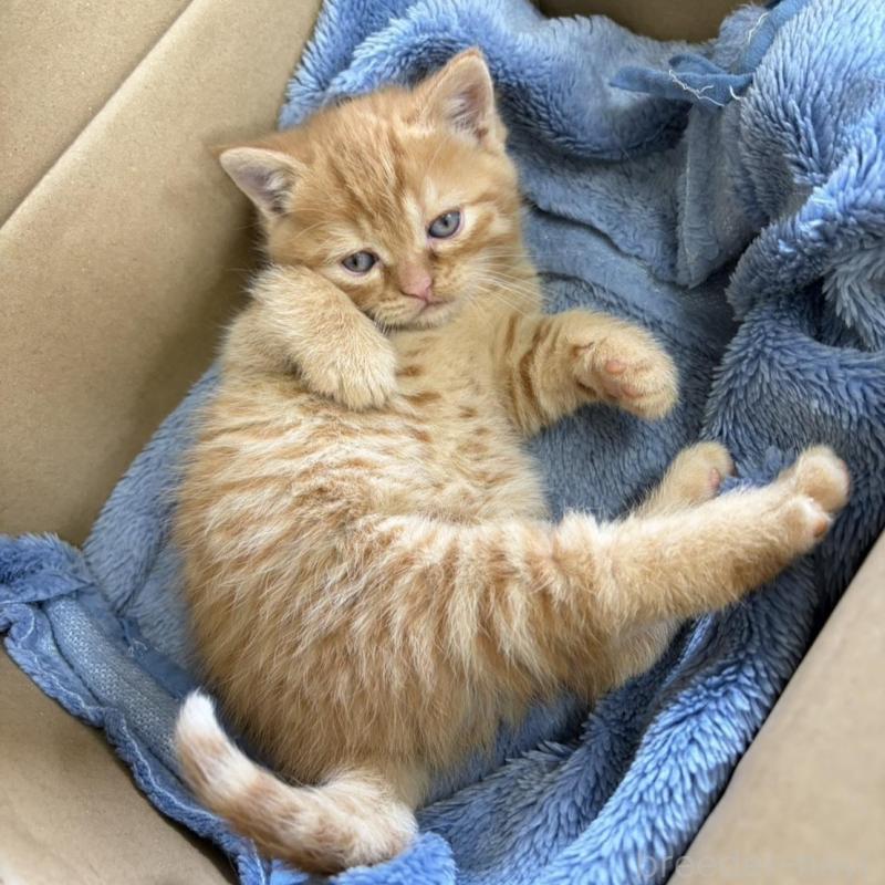 販売中の静岡県のミックス-139374