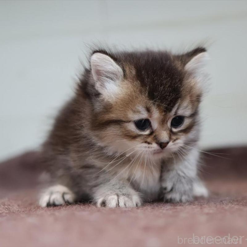 販売中の愛知県のブリティッシュショートヘア-139376の8枚目