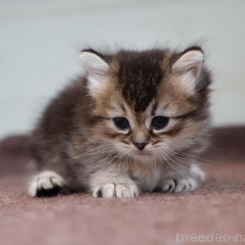 販売中の愛知県のブリティッシュショートヘア-139376の7枚目