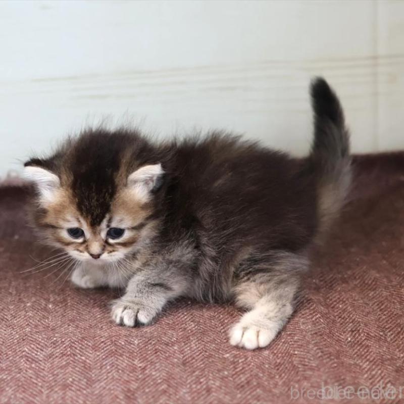 販売中の愛知県のブリティッシュショートヘア-139376の6枚目