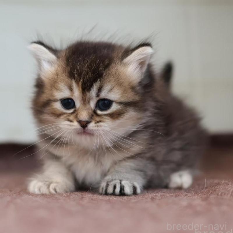 販売中の愛知県のブリティッシュショートヘア-139376の5枚目