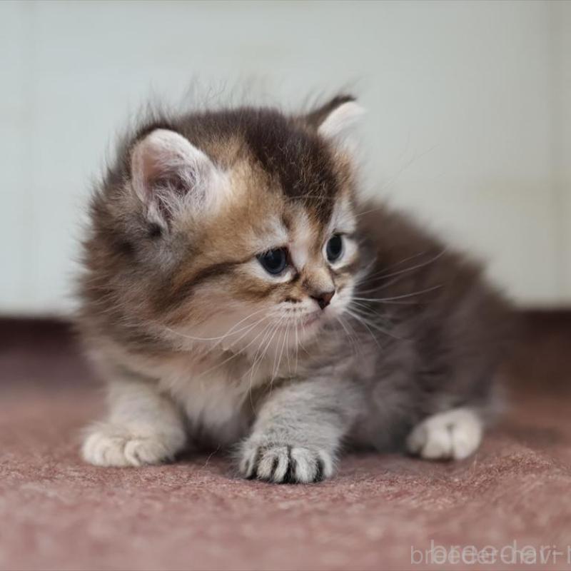 販売中の愛知県のブリティッシュショートヘア-139376の4枚目