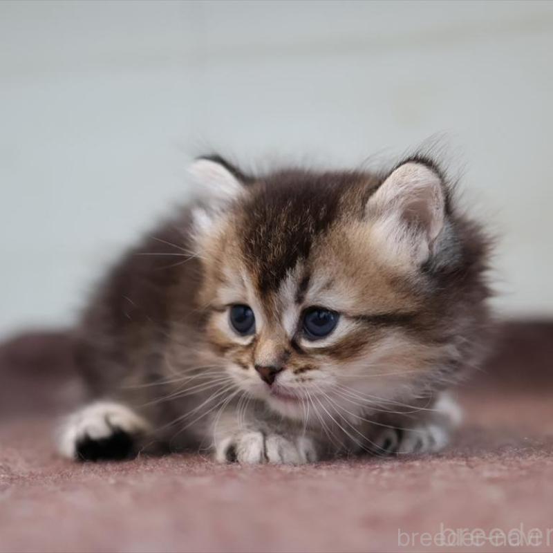 販売中の愛知県のブリティッシュショートヘア-139376の3枚目