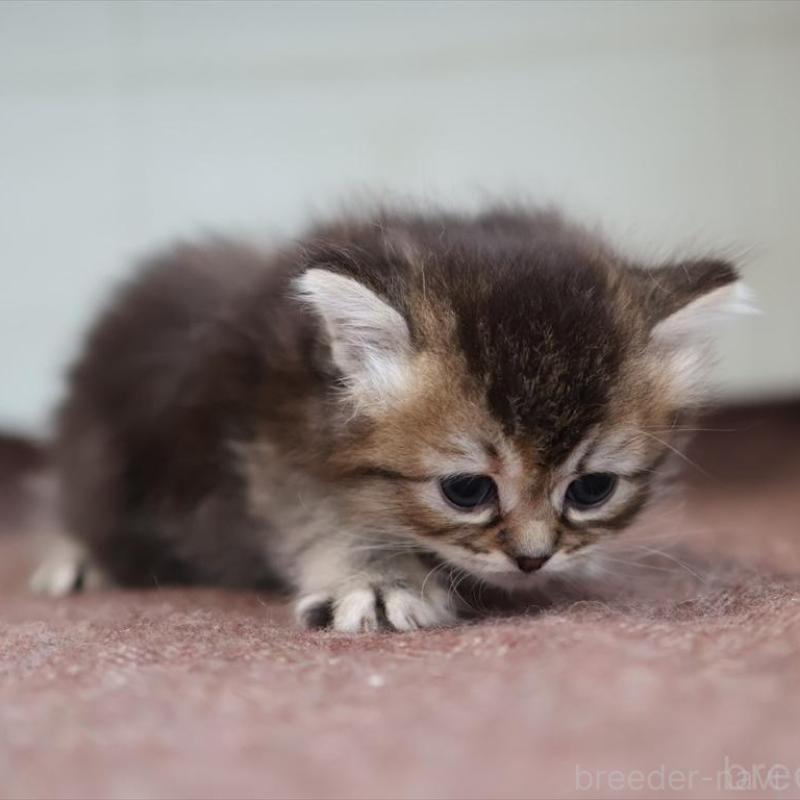 販売中の愛知県のブリティッシュショートヘア-139376の2枚目