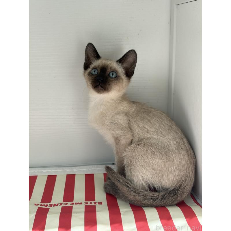 販売中の埼玉県のシャム(サイアミーズ)-139380の12枚目