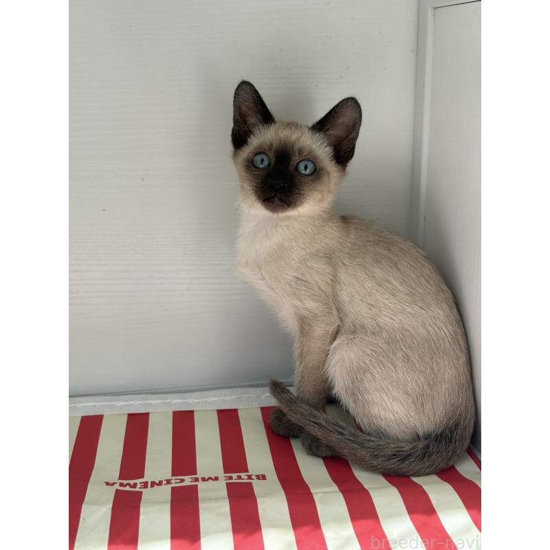 販売中の埼玉県のシャム(サイアミーズ)-139380の11枚目