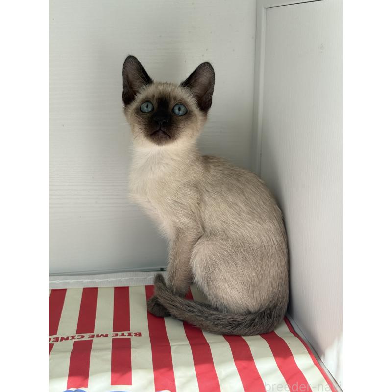 販売中の埼玉県のシャム(サイアミーズ)-139380の9枚目