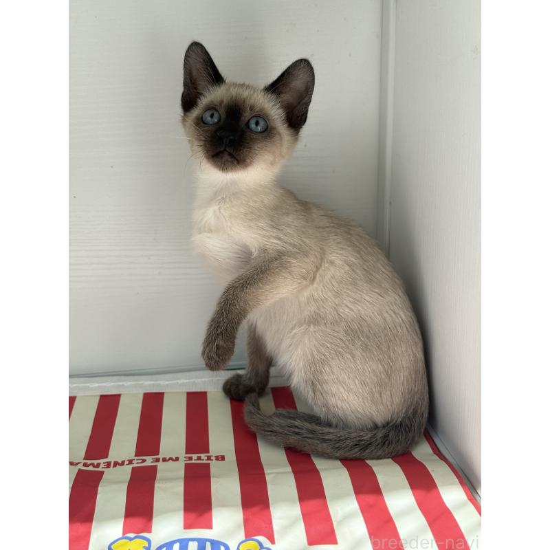 販売中の埼玉県のシャム(サイアミーズ)-139380の8枚目