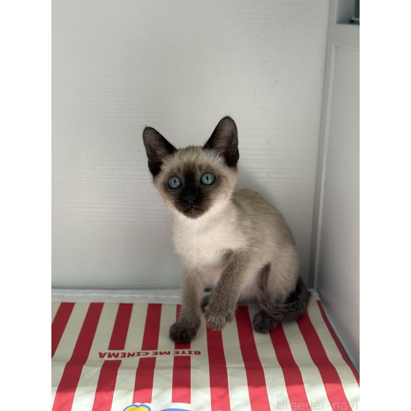 販売中の埼玉県のシャム(サイアミーズ)-139380の7枚目