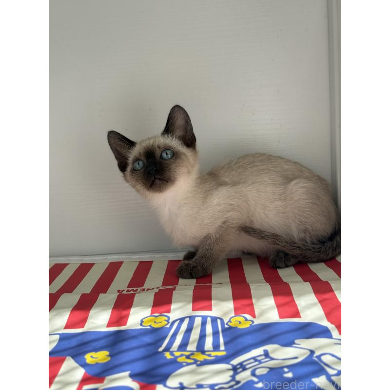 販売中の埼玉県のシャム(サイアミーズ)-139380の6枚目