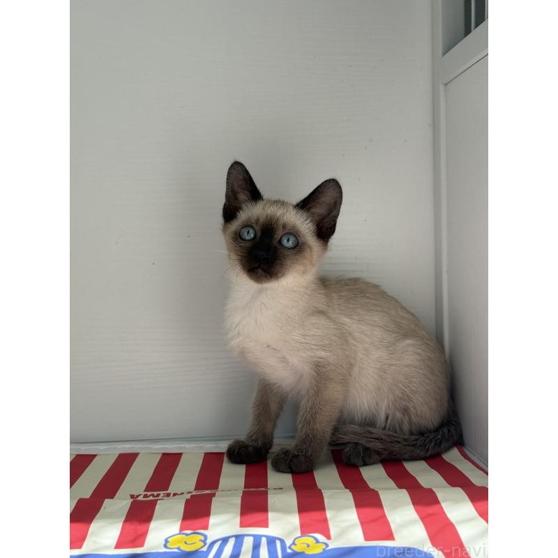 販売中の埼玉県のシャム(サイアミーズ)-139380の5枚目