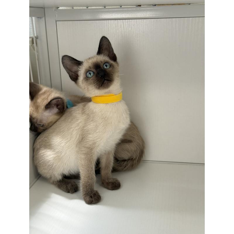 販売中の埼玉県のシャム(サイアミーズ)-139380の3枚目