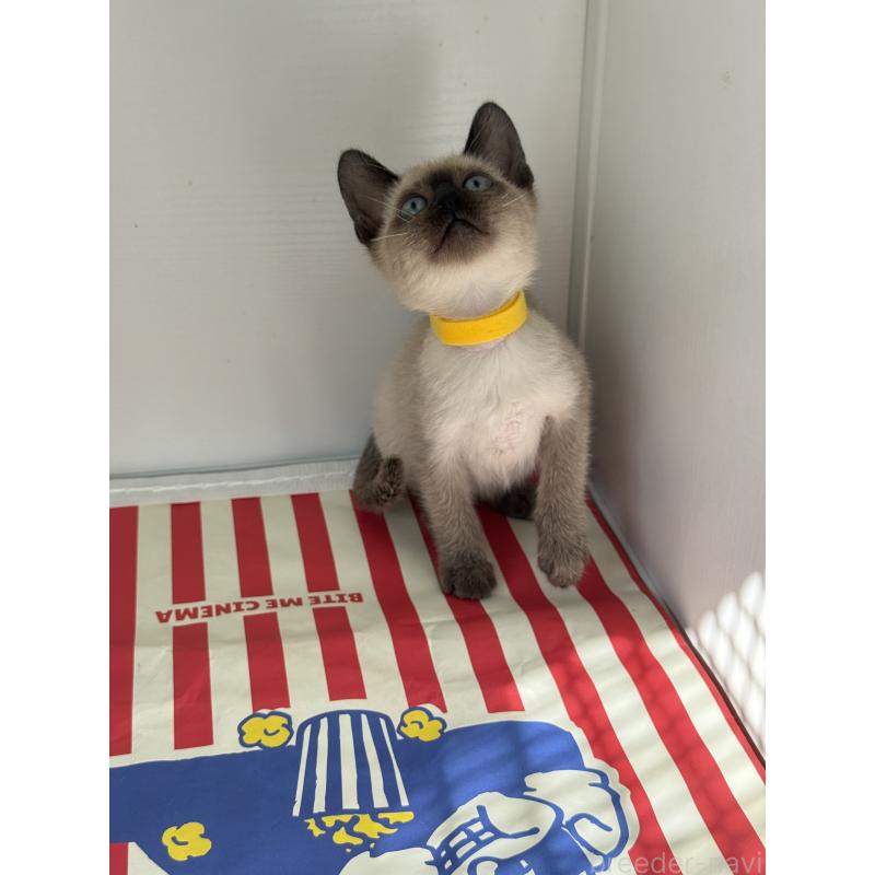 販売中の埼玉県のシャム(サイアミーズ)-139380の2枚目