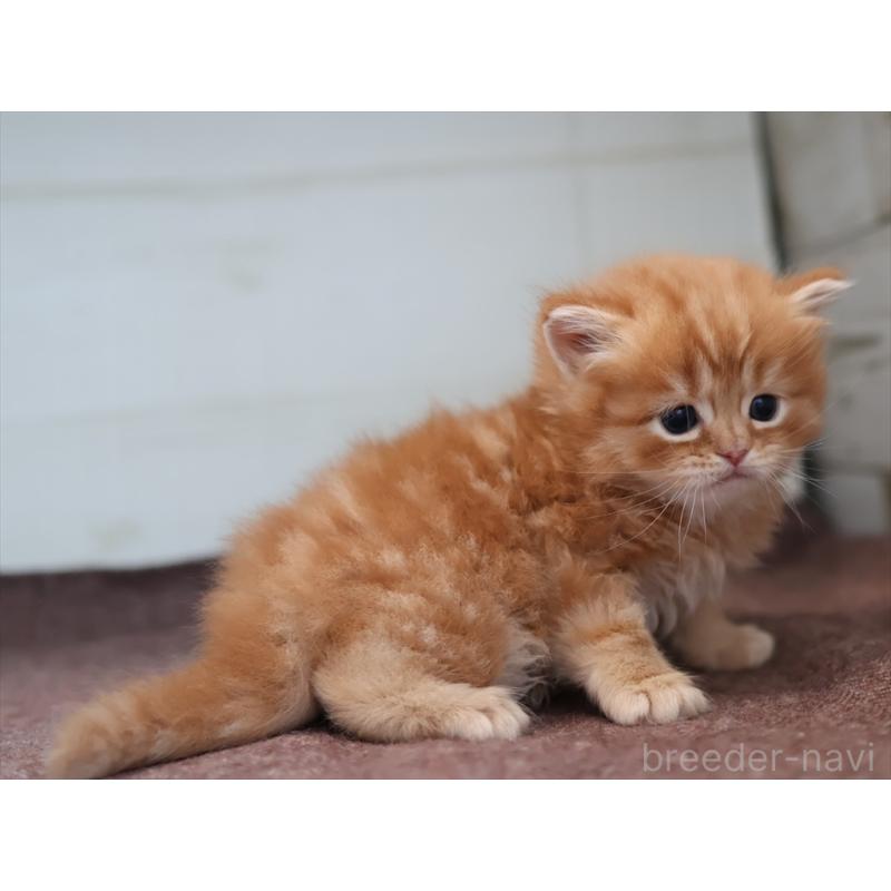 販売中の愛知県のマンチカン-139378の12枚目