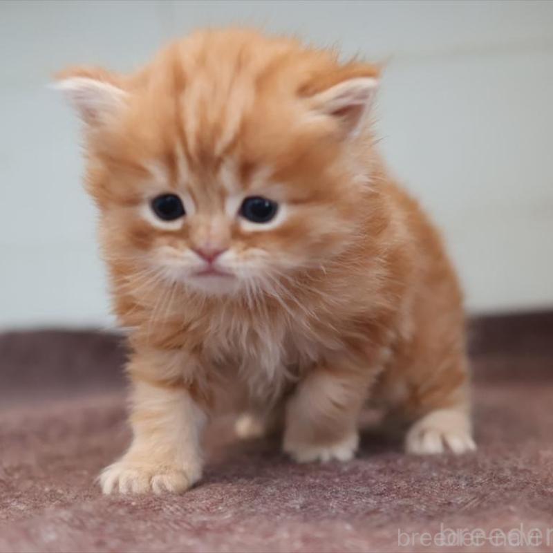 販売中の愛知県のマンチカン-139378の11枚目