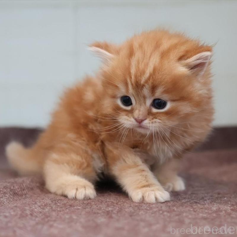 販売中の愛知県のマンチカン-139378の10枚目