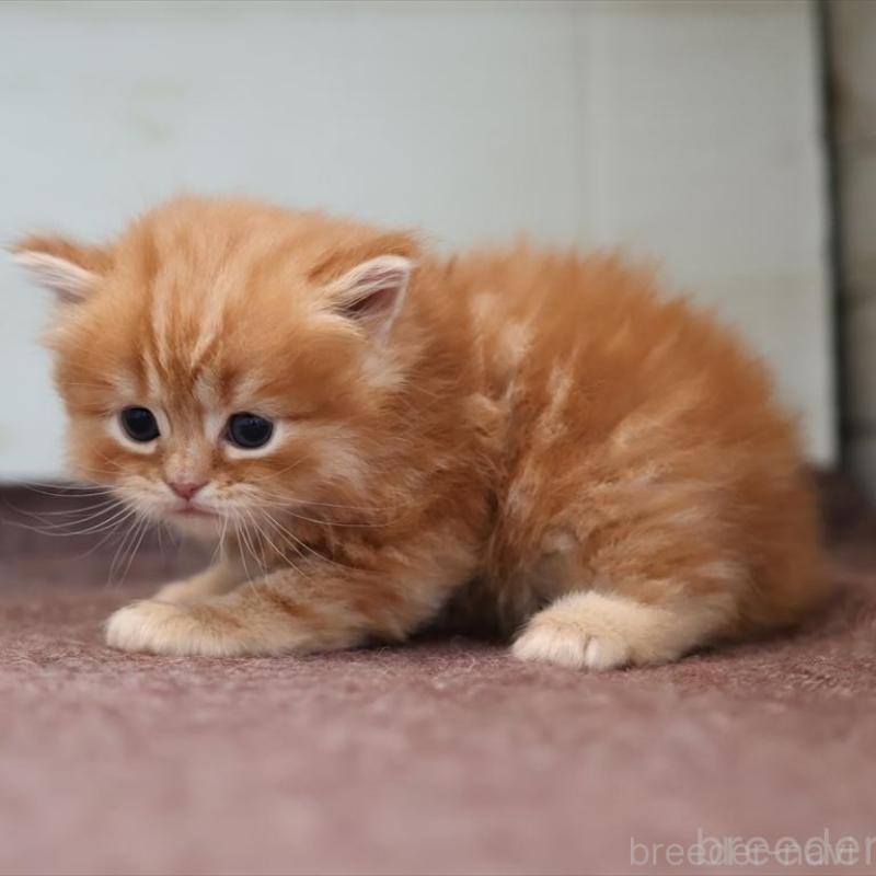 販売中の愛知県のマンチカン-139378の9枚目