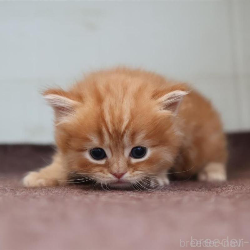 販売中の愛知県のマンチカン-139378の8枚目