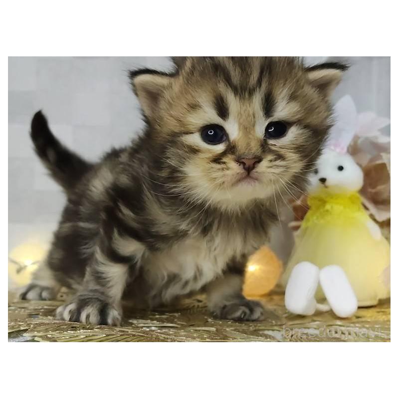 販売中の熊本県のラガマフィン-139377の4枚目