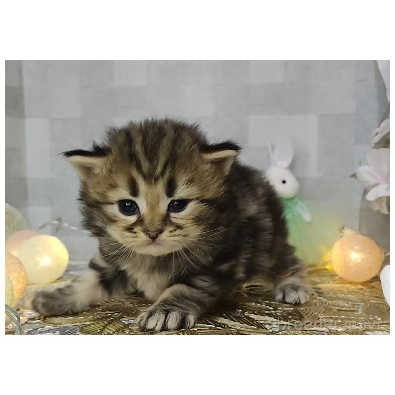 販売中の熊本県のラガマフィン-139377の2枚目