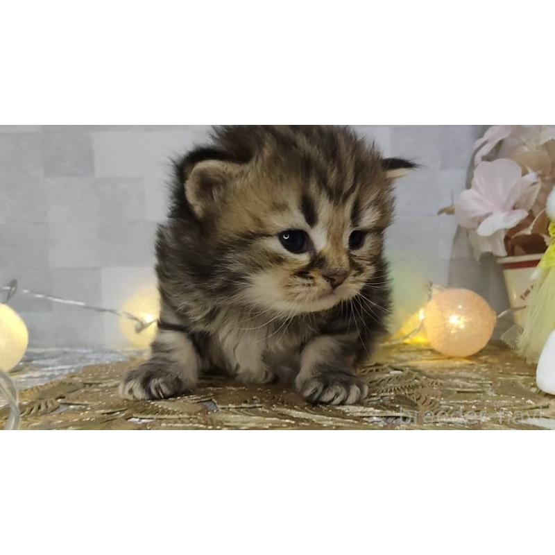 販売中の熊本県のラガマフィン-139377の3枚目