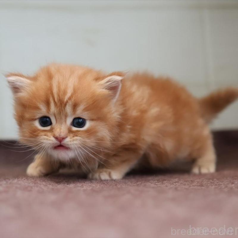 販売中の愛知県のマンチカン-139378の7枚目