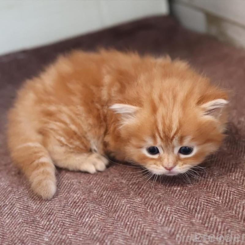 販売中の愛知県のマンチカン-139378の6枚目