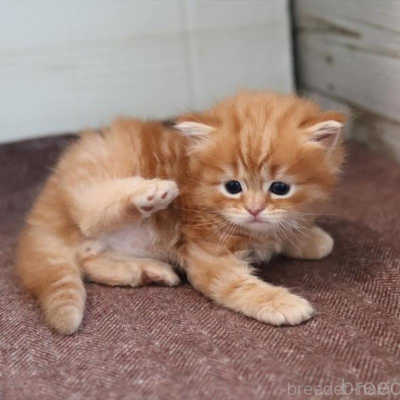 販売中の愛知県のマンチカン-139378の5枚目