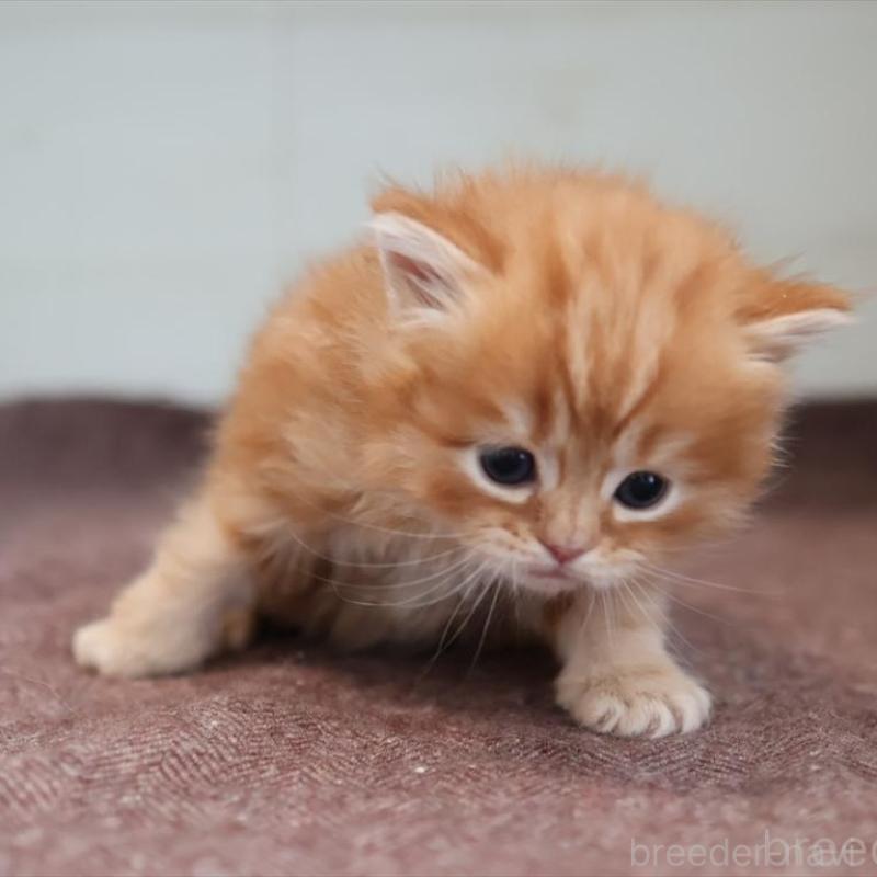 販売中の愛知県のマンチカン-139378の4枚目