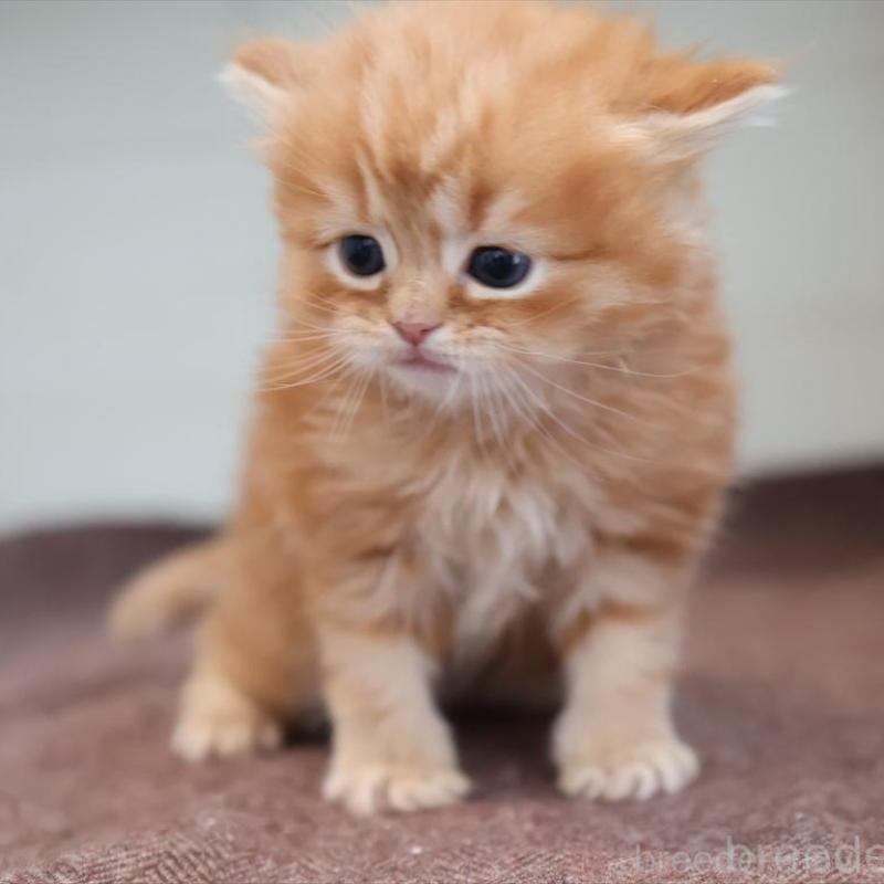 販売中の愛知県のマンチカン-139378の2枚目