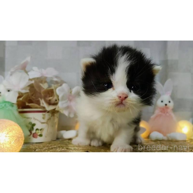 販売中の熊本県のラガマフィン-139379の5枚目