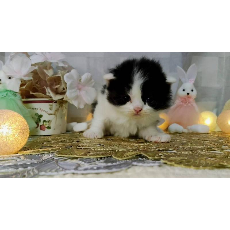 販売中の熊本県のラガマフィン-139379の4枚目