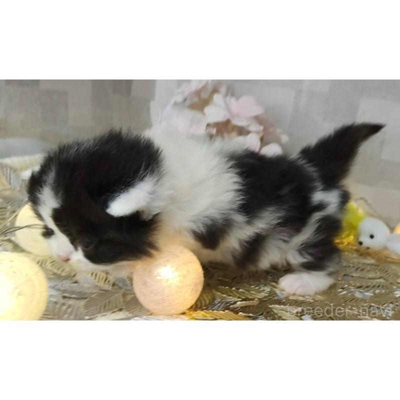 販売中の熊本県のラガマフィン-139379の3枚目