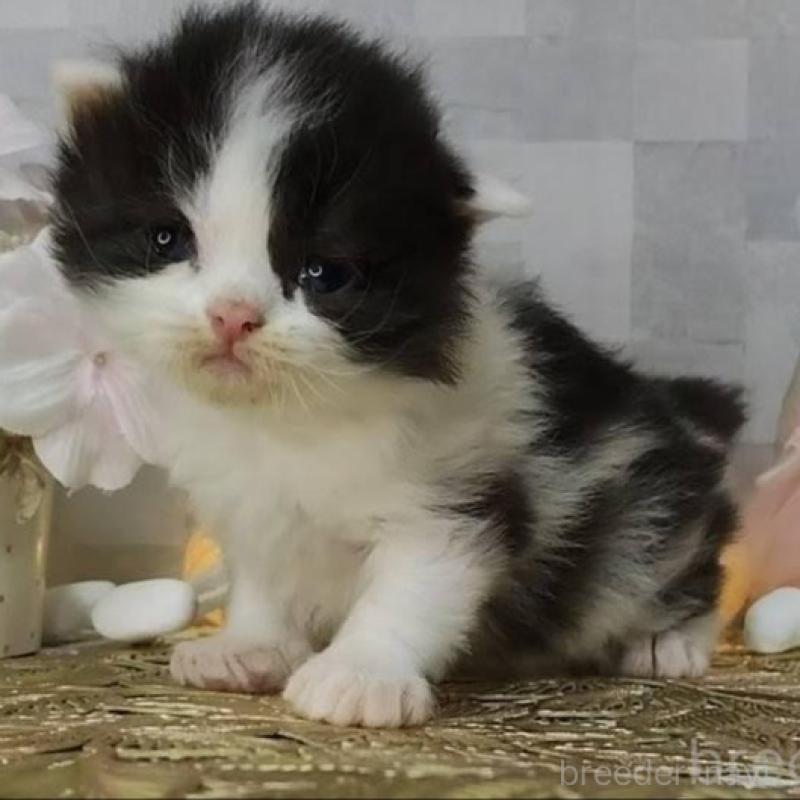 販売中の熊本県のラガマフィン-139379