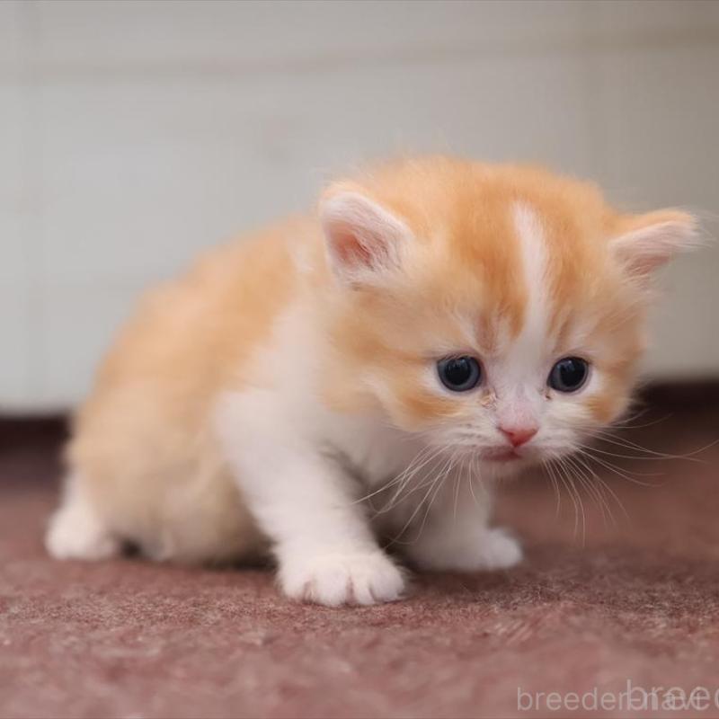 販売中の愛知県のブリティッシュショートヘア-139382の9枚目