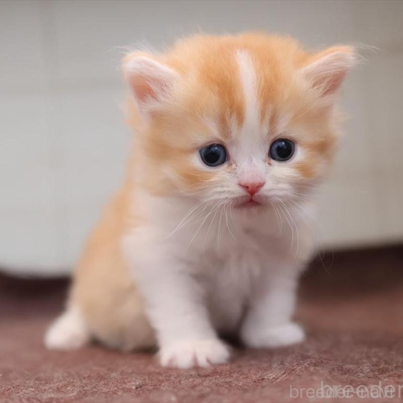 販売中の愛知県のブリティッシュショートヘア-139382の8枚目