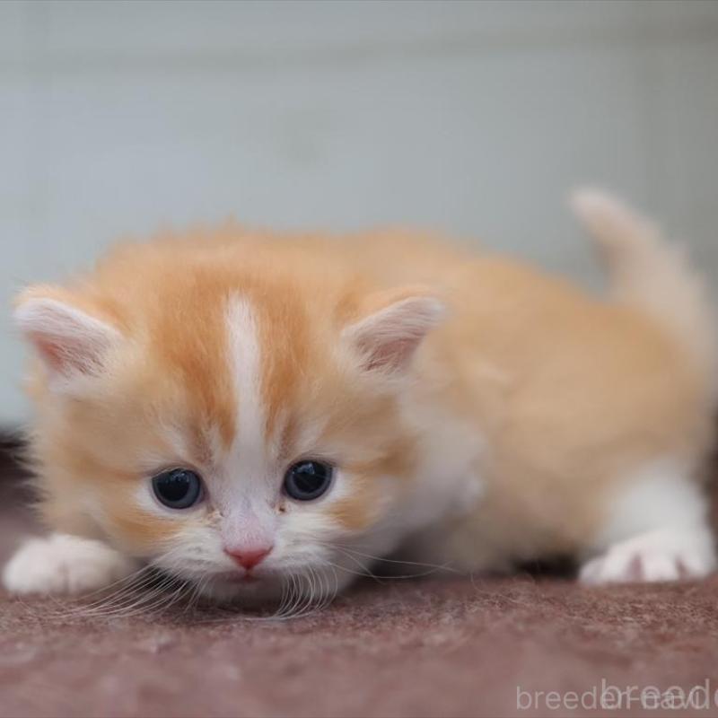 販売中の愛知県のブリティッシュショートヘア-139382の7枚目