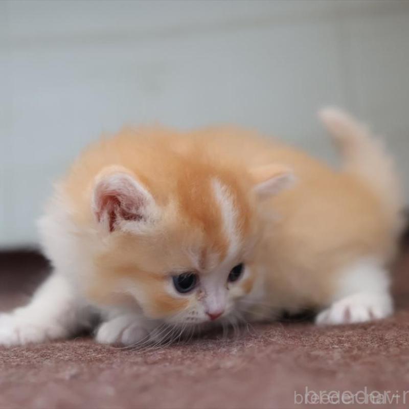 販売中の愛知県のブリティッシュショートヘア-139382の6枚目