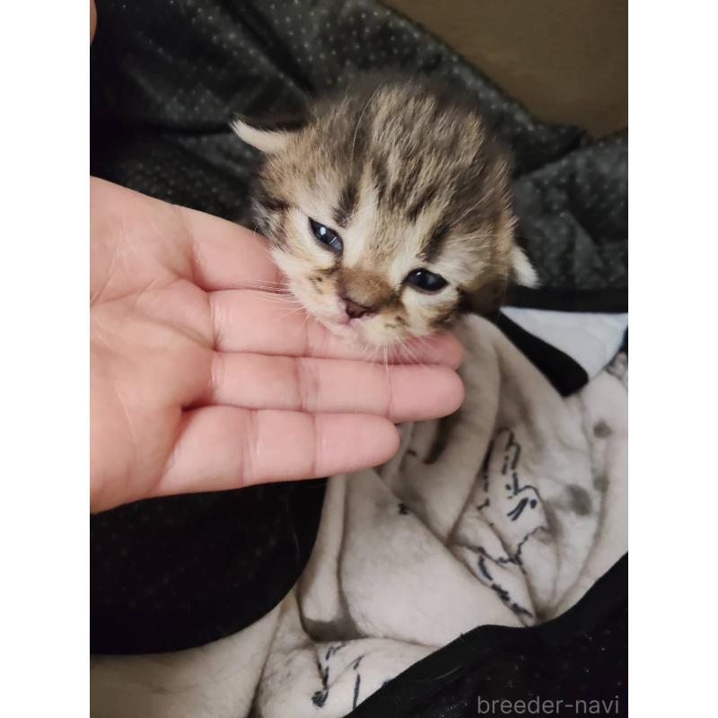 販売中の熊本県のラガマフィン-139381の5枚目