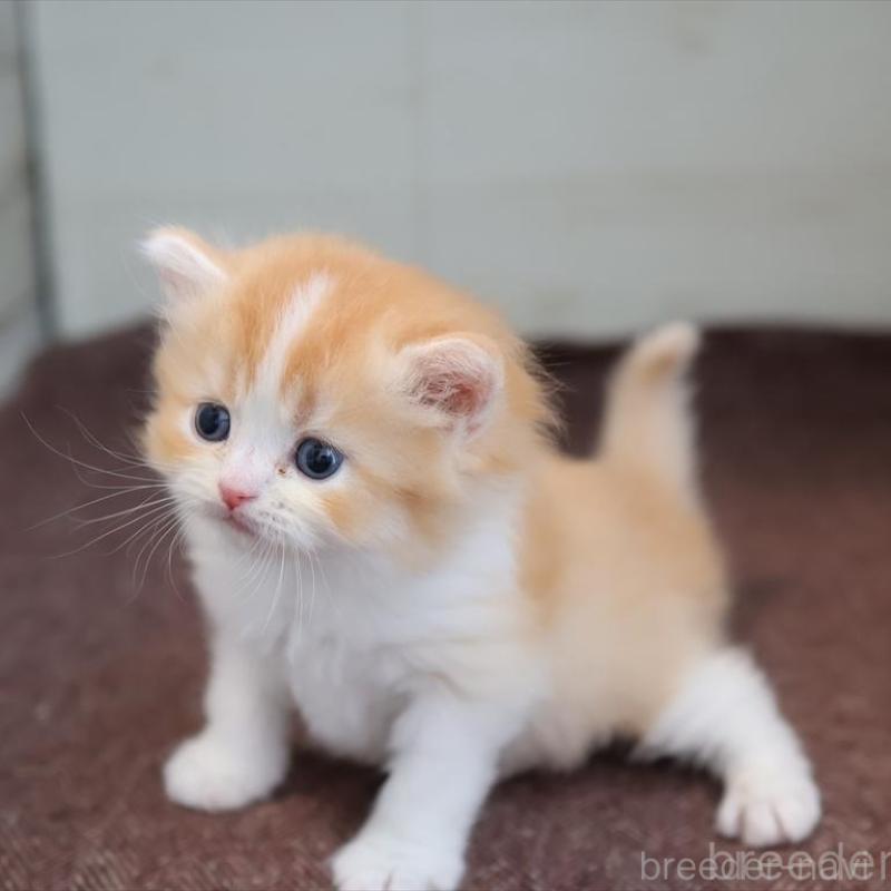 販売中の愛知県のブリティッシュショートヘア-139382の5枚目